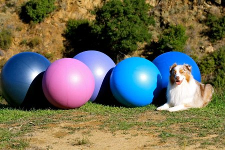 Intro to Treibball: Urban Herding is Great Dog Sport · The Wildest